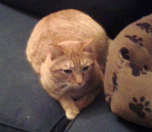 Llega Ronnie, el nuevo gato catador de Virucom